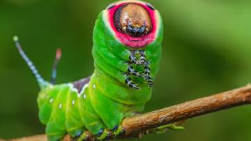 A caterpillar's 'true' legs have suckers or hooks at the ends. Picture Shutterstock