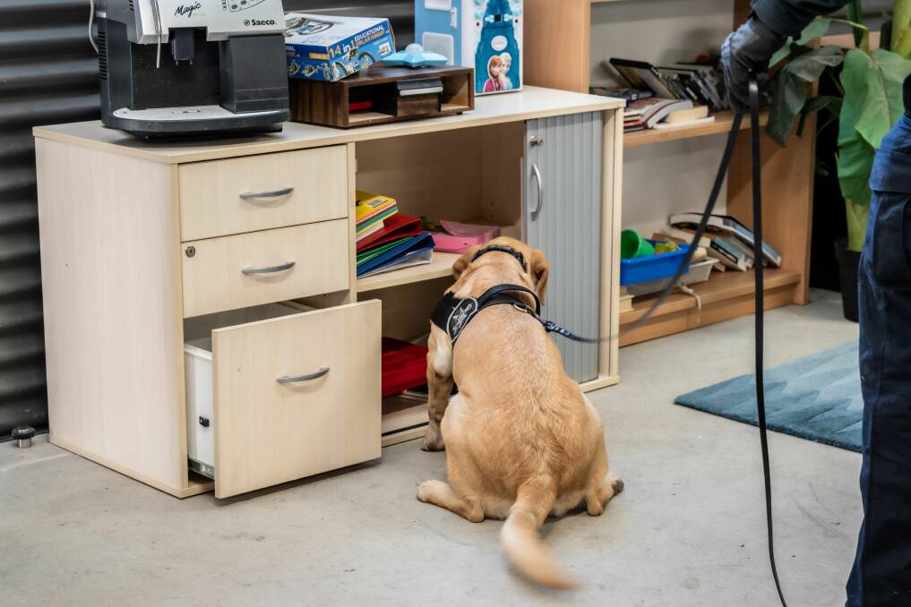Kirk the technology detection dog rummages through a cupboard during a training exercise, hunting out a storage device hidden inside a glue stick. Picture by Karleen Minney 