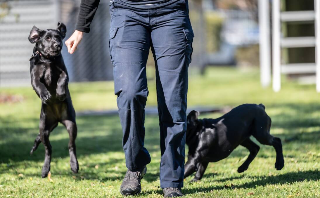 Ounce and Order are two black Labrador pups being trained up for crime-fighting roles at the federal canine operations centre at Majura. Picture by Karleen Minney