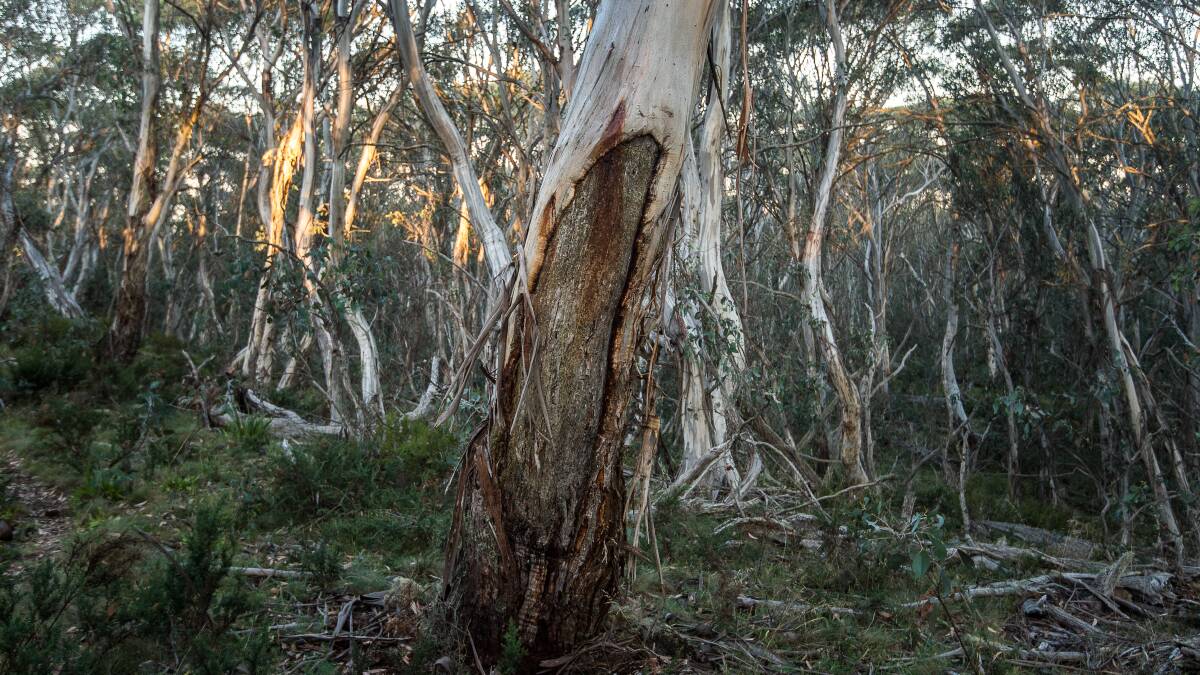 An Aboriginal scarred tree in Kosciuszko National Park which shows where Indigenous people took bark. Picture: Justin McManus