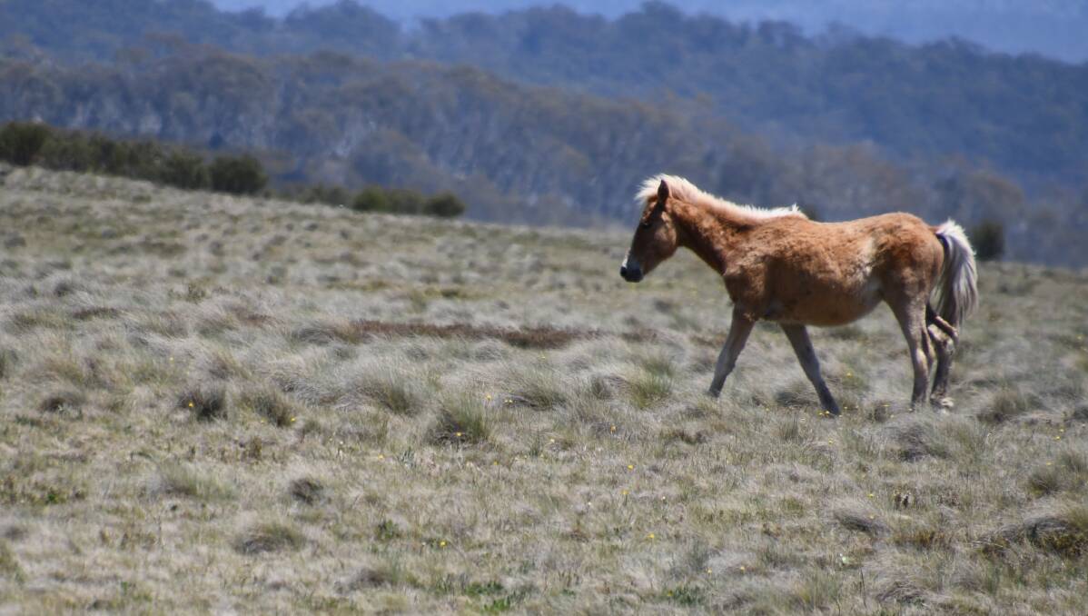 A feral horse spotted on a recent ACT government survey expedition at Tantangara in the Kosciuszko National Park close to the ACT border. Feral horses pose a threat to ACT water catchments. Picture: ACT government