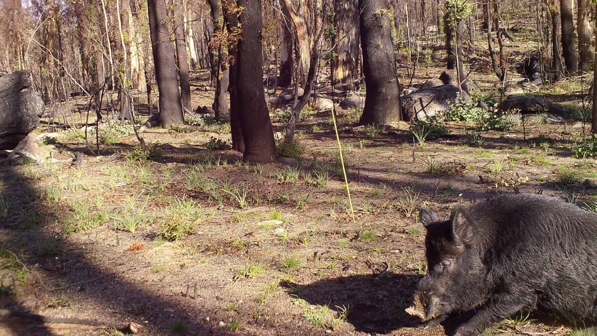 Monitoring of deer and pigs in the Upper Cotter water catchment area of Namadgi has been ongoing since the 2019/20 bushfires, with remote cameras used to capture abundance and impacts. Picture: Supplied