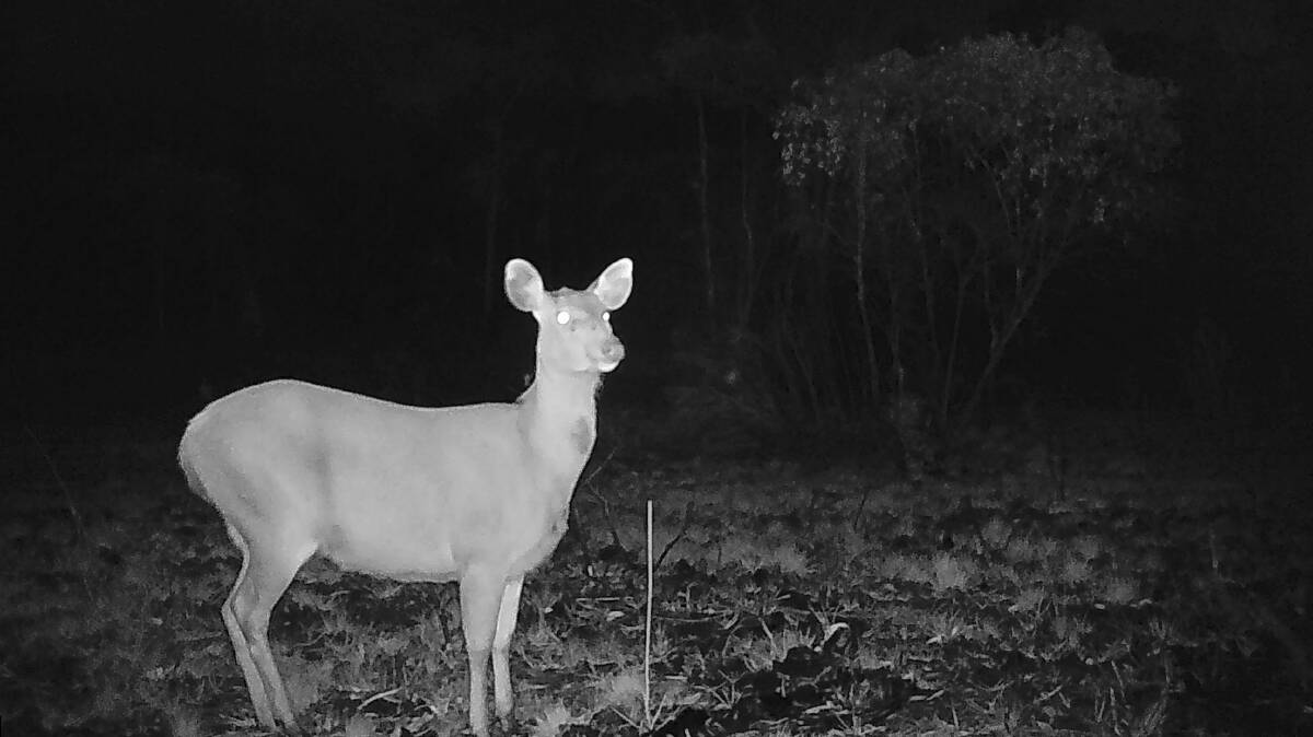 Surveillance cameras in Namadgi National Park have captured deer and pigs. Picture: Supplied