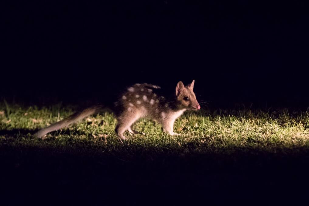 A baby quoll, now about five months old, at Booderee National Park. Photo: Maree Clout