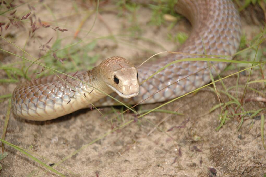 An eastern brown snake, whose bite can kill a human within a few hours. Photo: The Australian Reptile Park