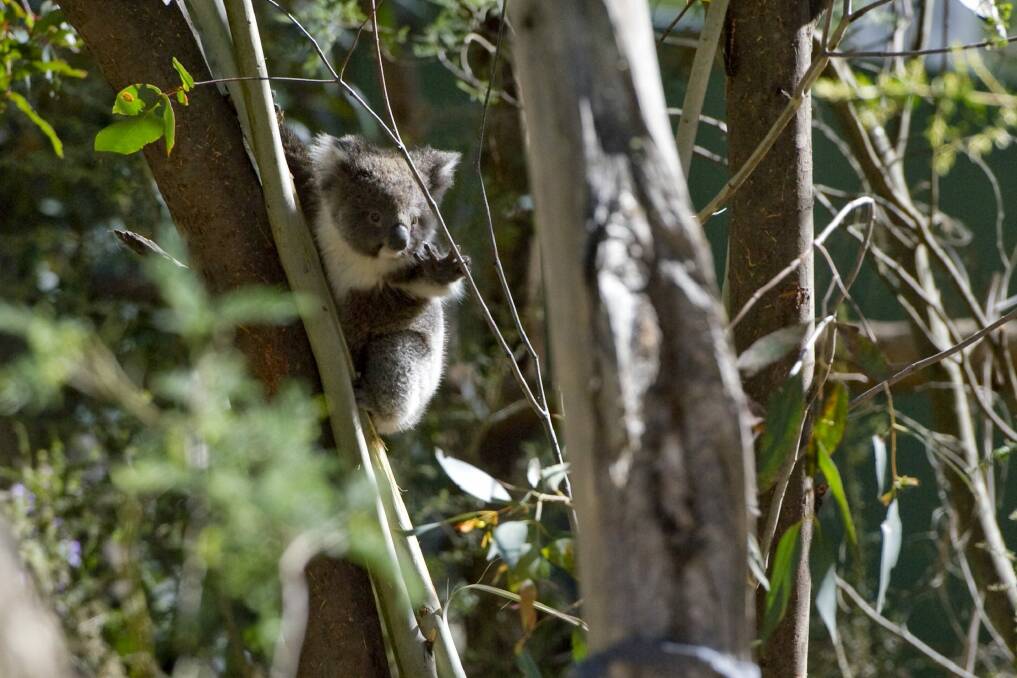 Koalas at Tidbinbilla nature reserve. Photo: Jay Cronan