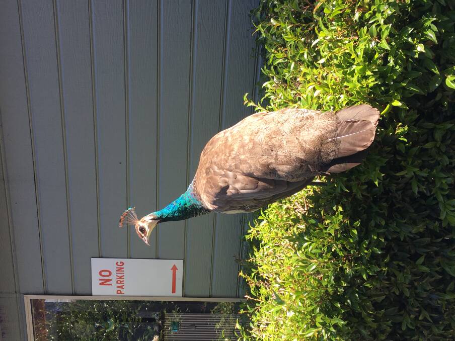 A peacock at On the Perch Bird Park near Tathra. Photo: Tim the Yowie Man