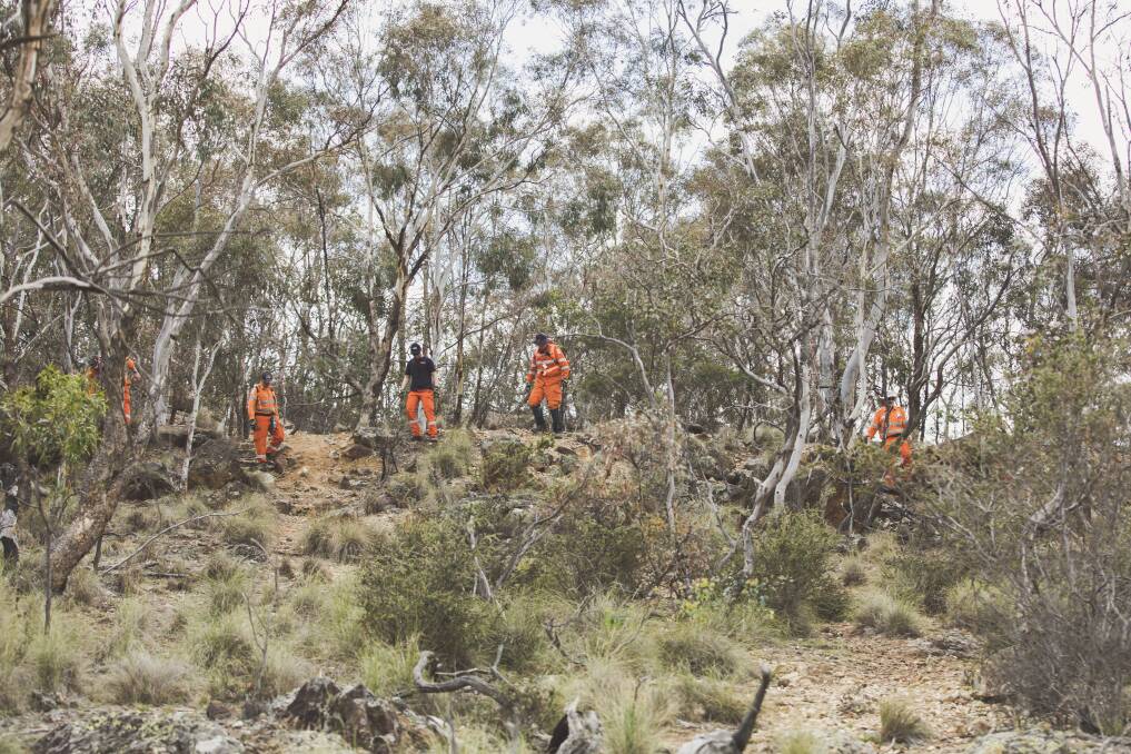 Volunteers search a large area on Mount Ainslie for evidence in relation to a historic missing persons case. Photo: Jamila Toderas