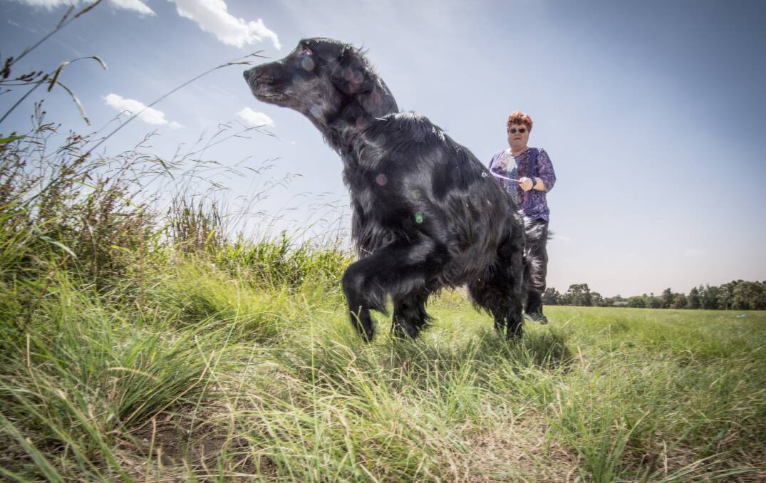 President of the ACT Gundog Society, Meaghan O’Shannassy and her flat-coated retriever Blaze. Gundog sports like lure coursing may be banned soon in the ACT.  Photo: Karleen Minney