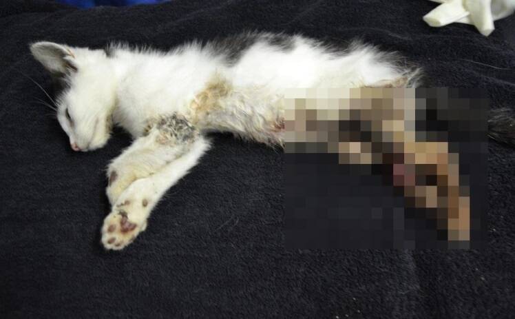 A kitten has had to have its leg amputated after it was abandoned in Weston. Photo: RSPCA ACT