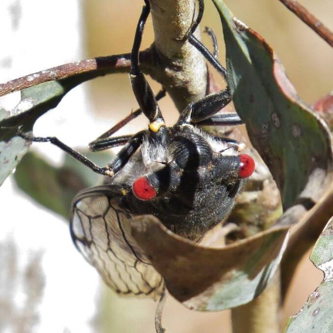 Emerging: Weather conditions are ideal for the Red Eye cicada. Photo: John Bundock