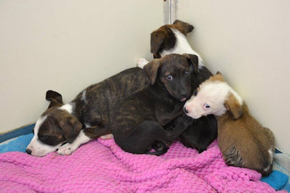 Effie was one of nine puppies found abandoned and beaten in Higgins in January. Photo: RSPCA ACT