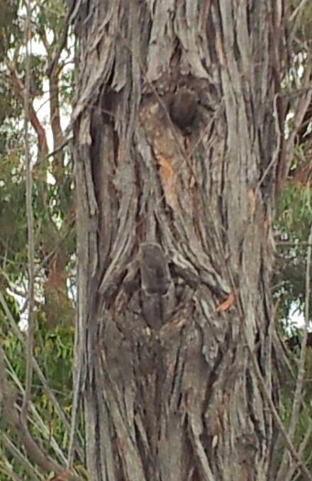 Can you 'see' the face in this tree? Photo: Victoria Richardson