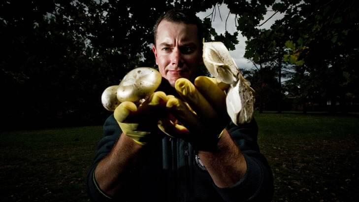 Pest and weed officer Tristan Adrian, of ACT City Services, collecting the dangerous mushrooms. Photo: Jay Cronan