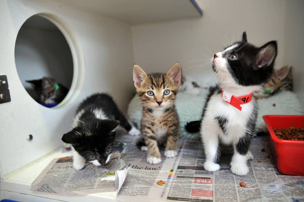 Only three months ago, the RSPCA had no cats available for adoption. Now they have too many to house. Photo: Kylie Pitt