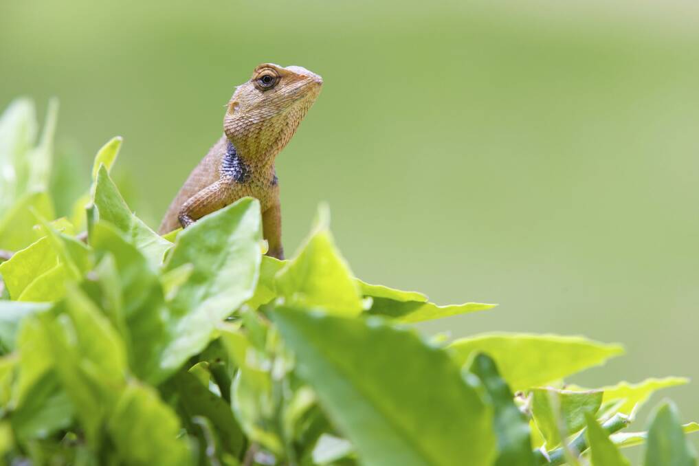 Lizards are welcome in the garden. Photo: istock