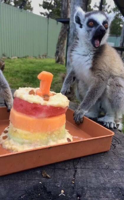 The National Zoo and Aquarium's ringtail lemur Makai celebrating his first birthday. Photo: Supplied