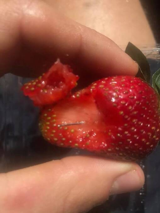 A strawberry contaminated with a sewing needle.  Photo: Joshua Gane