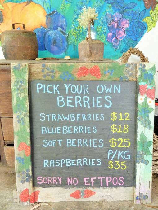 You can pick a variety of berries at the Clyde River Berry Farm. Photo: Tim the Yowie Man