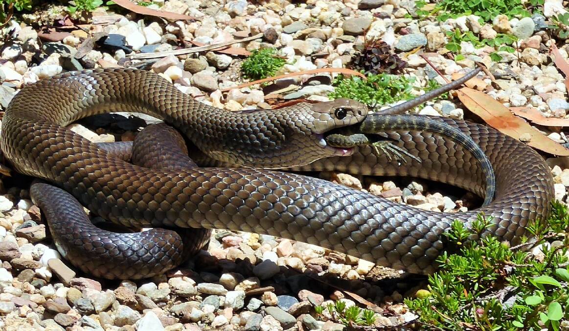 A brown snake eats a lizard at the Australian National Botanic Gardens. Photo: Kathy Bradfield
