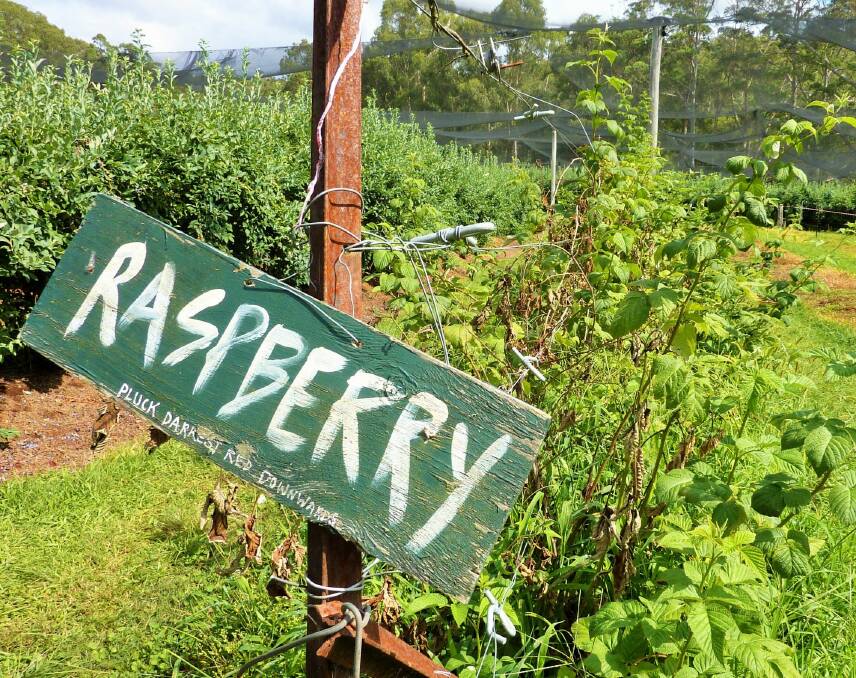 Raspberries are one of many varieties of berries grown at the Clyde River Berry Farm. Photo: Tim the Yowie Man