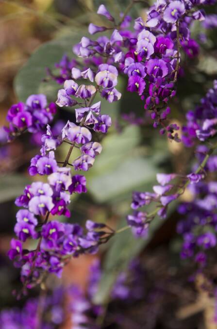 Hardenbergia accept frost, deep frost, slopes, shallow soil, good soil, gardeners who cosset them with mulch and those who plant and ignore them. Photo:  