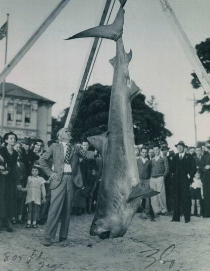 Zane Grey at the weigh-in of a shark caught off Bermagui in the late 1930s. Photo: Supplied