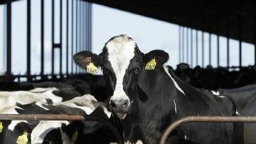 The Department of Agriculture says eight US states confirmed cases of bird flu in 33 dairy herds. (AP PHOTO)
