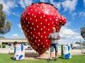 Victoria's misshapen Big Strawberry is being used to draw attention to food waste. (HANDOUT/SUPPLIED)