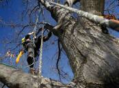 Representative image - an arborist trims branches of a tree. Picture by Jeffrey Chan