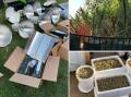 A bumper crop of cannabis has been seized in Canberra's south. Pictures supplied