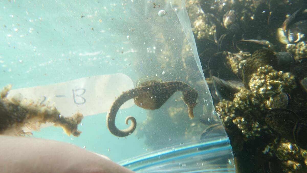 Seahorses are protected under the NSW Fisheries Management Act 1994 and Commonwealth Environmental Protection and Biodiversity Conservation Act 1999. All photos in the article were supplied by Transport for NSW. 