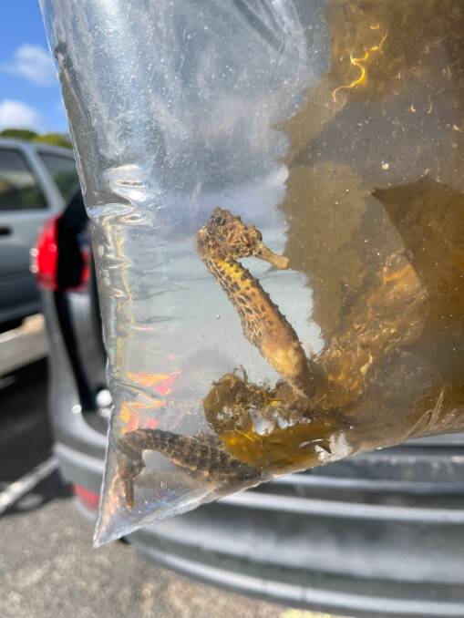 The seahorses were carefully transported in catch bags and buckets filled with local seawater and macroalgae to help the seahorses on their journey. Photo supplied.