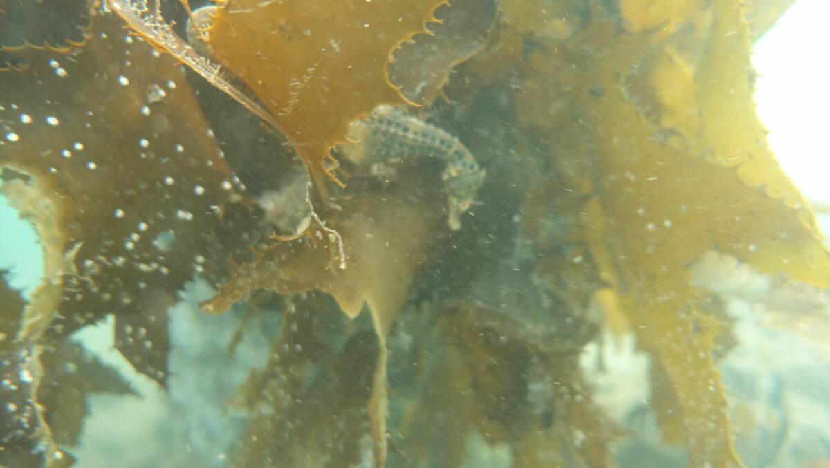 The pot-bellied seahorse was appropriately named for it's big bellied physique and equestrian features. Photo supplied.