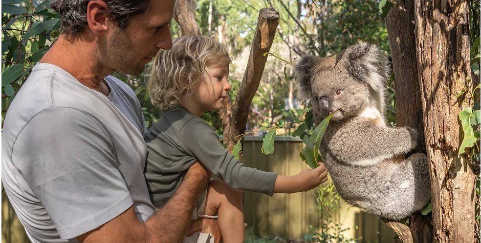 Potoroo Palace offers animal encounters with koalas and several other animals. 
