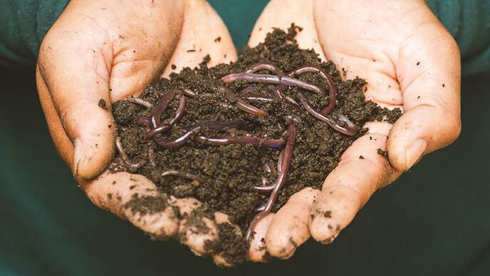 Worm farms provide home owners with a cheap and easy way to turn organic waste in prime garden fertiliser while reducing the amount of garbage going to landfill.