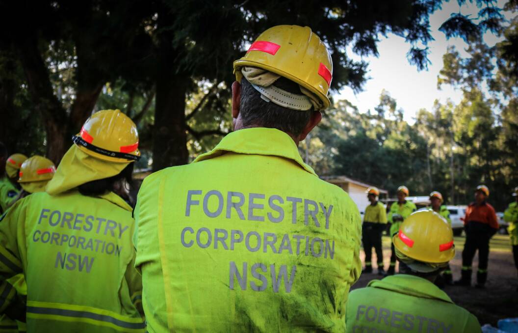 Picture by Forestry Corporation NSW.