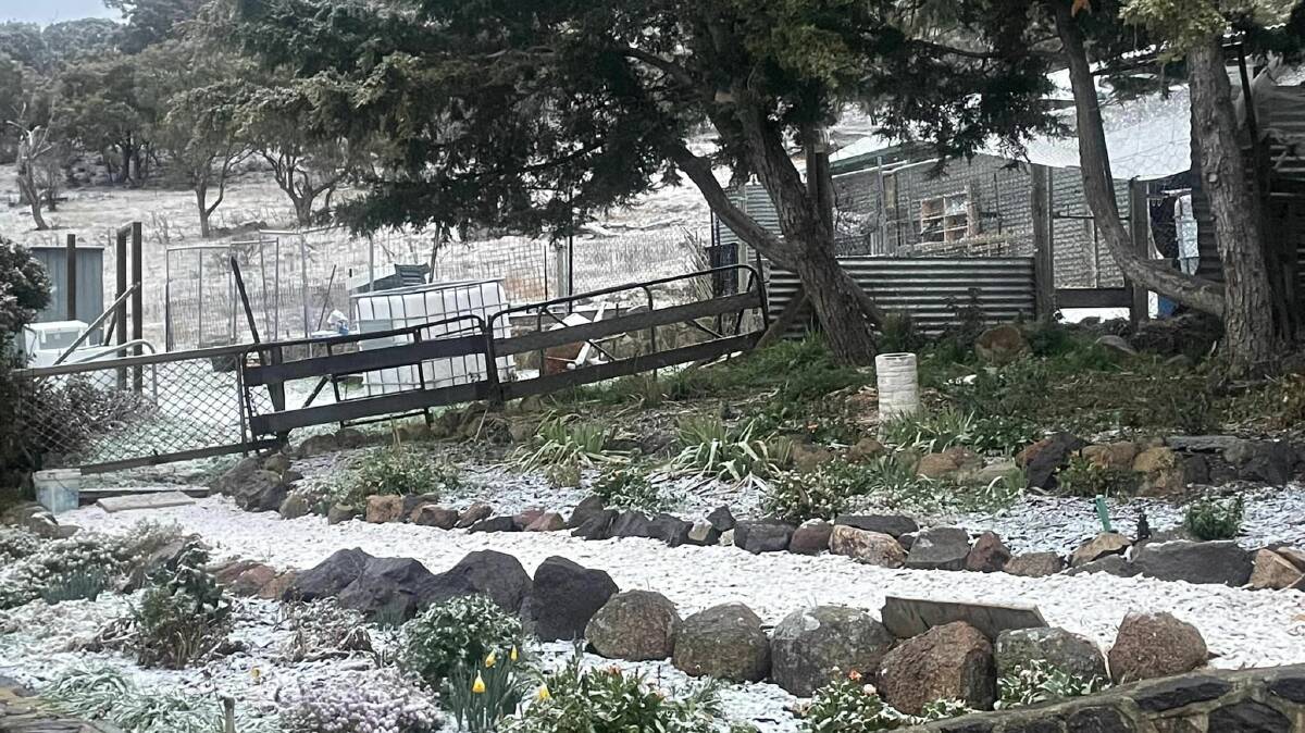 Snow falls in Michelago, a 45-minute drive south of Canberra. Picture by Belinda Sierzchula