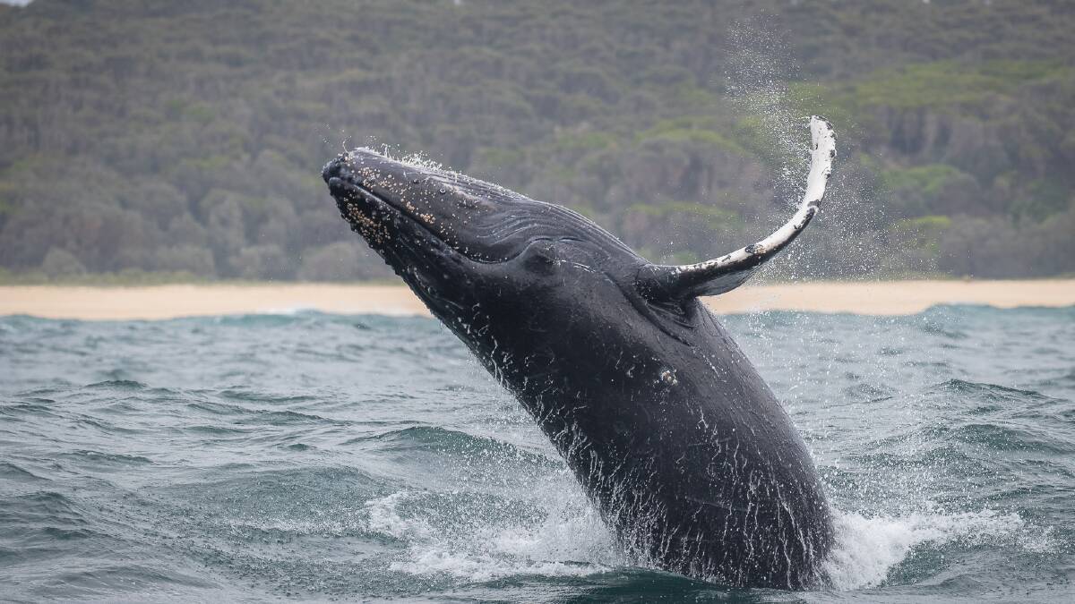Residents enjoy whale performance for resilience