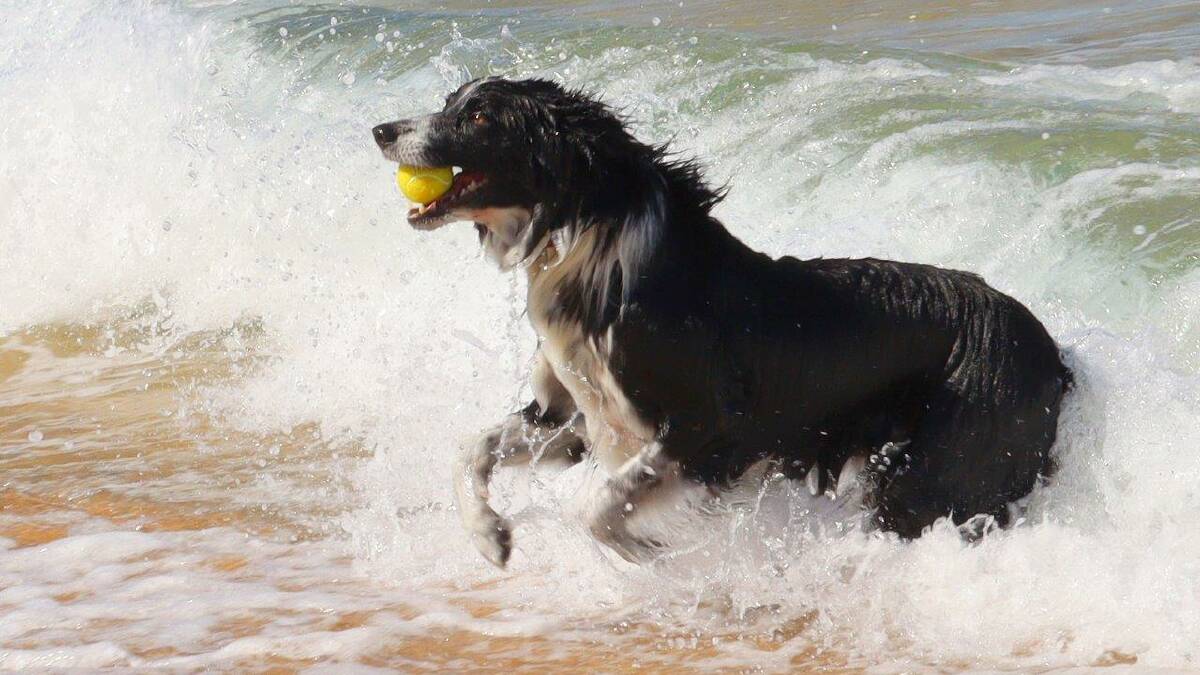 Bobby playing ball in the ocean. Picture by Rosy Williams.
