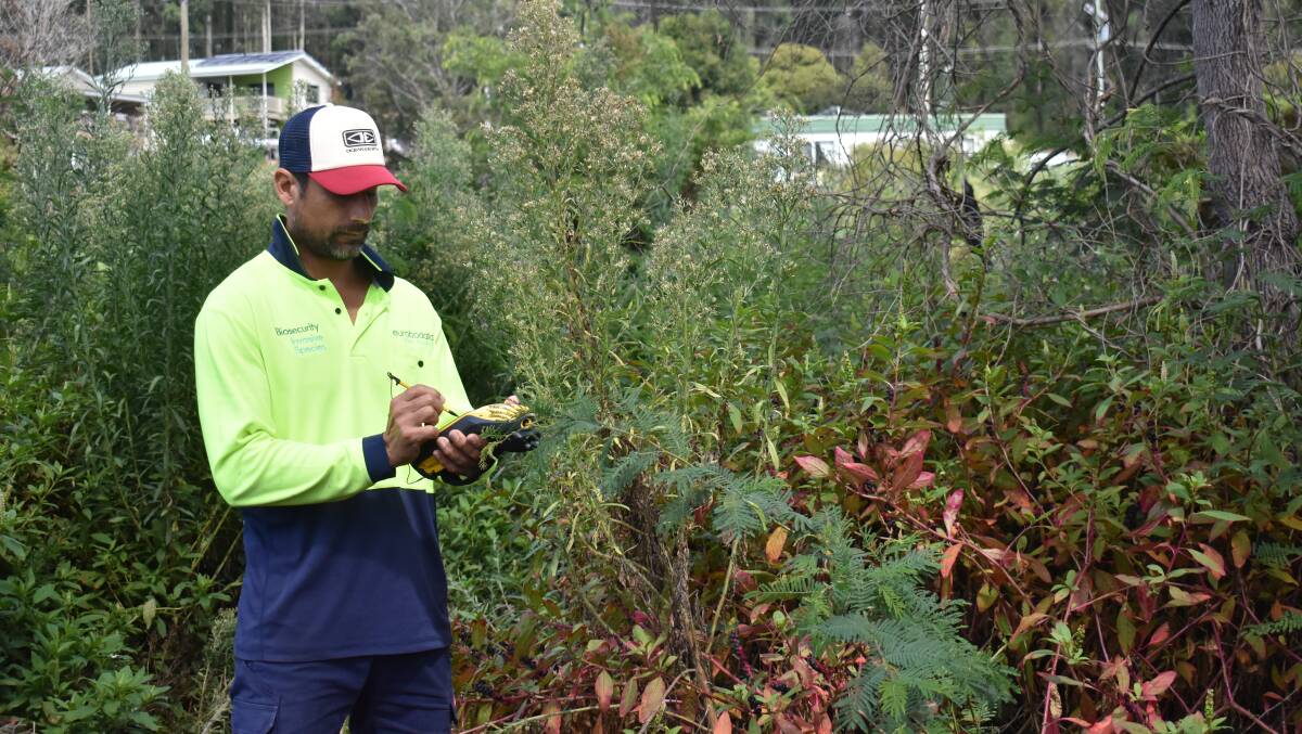 Eurobodalla Shire Council's Invasive Species Coordinator Paul Martin weed mapping. Picture: supplied