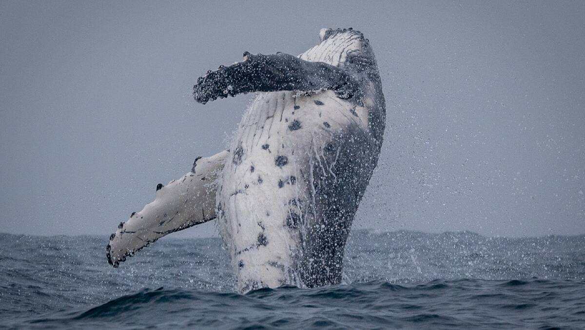 A humpback whale calf breaching to the amazement of the Mogo onlookers. Picture supplied.