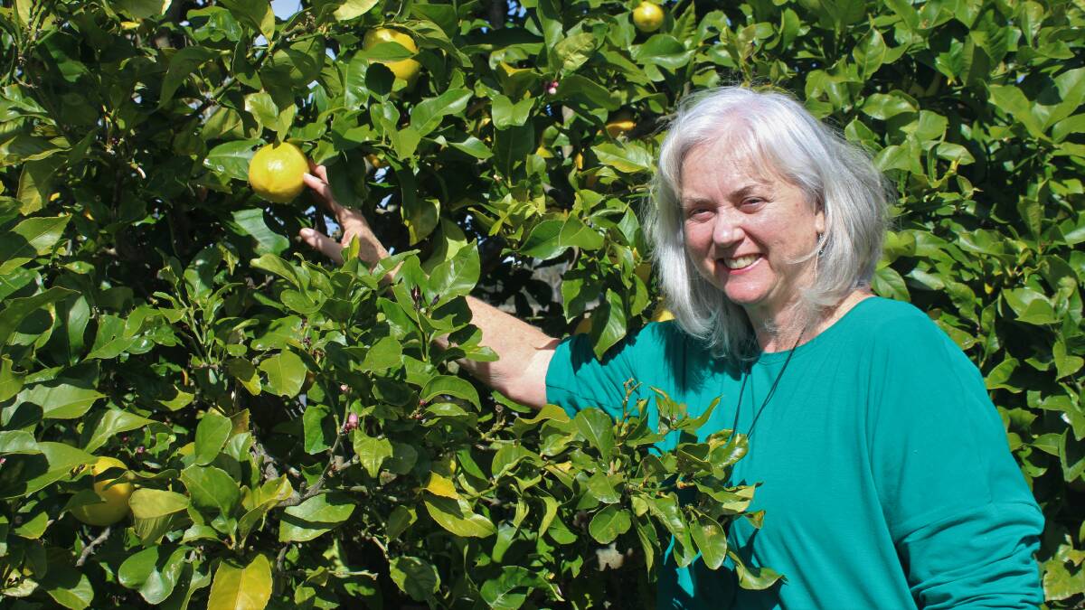 SAGE's new president Catherine Reilly picking a lemon from the abundant tree at the SAGE garden in Moruya. Picture by James Tugwell.