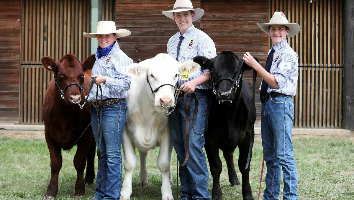 Left to right; Orange Grammar students Ruby Gunn, 11, leading Sophie, Flynn Baker, 14, Leading Aurora and Will Cooney, 15, leading Crystal at their first Royal Canberra Show cattle leading competition. Picture by James Croucher