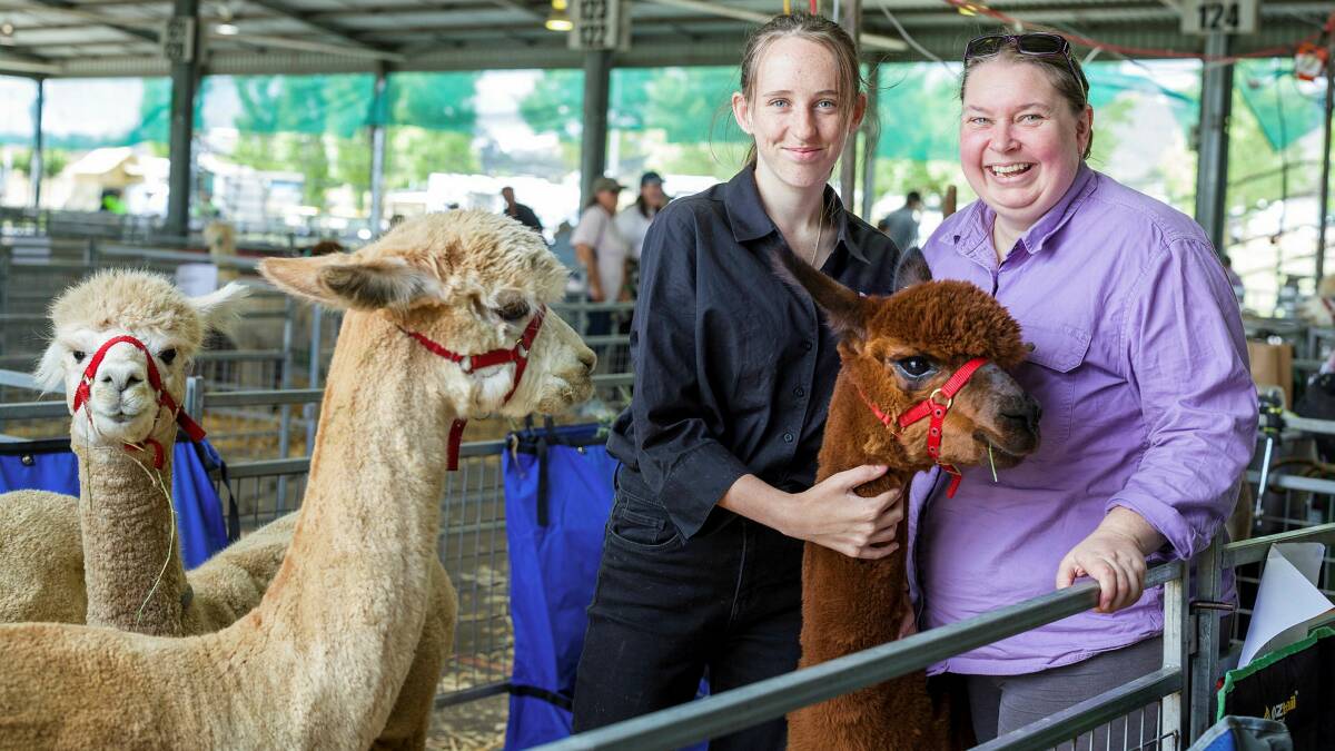 Kaitlyn Walker and Marion Worthy from Vincentia High School with Rhapsody the bottle-raised alpaca at the Canberra show. Picture by Sitthixay Ditthavong