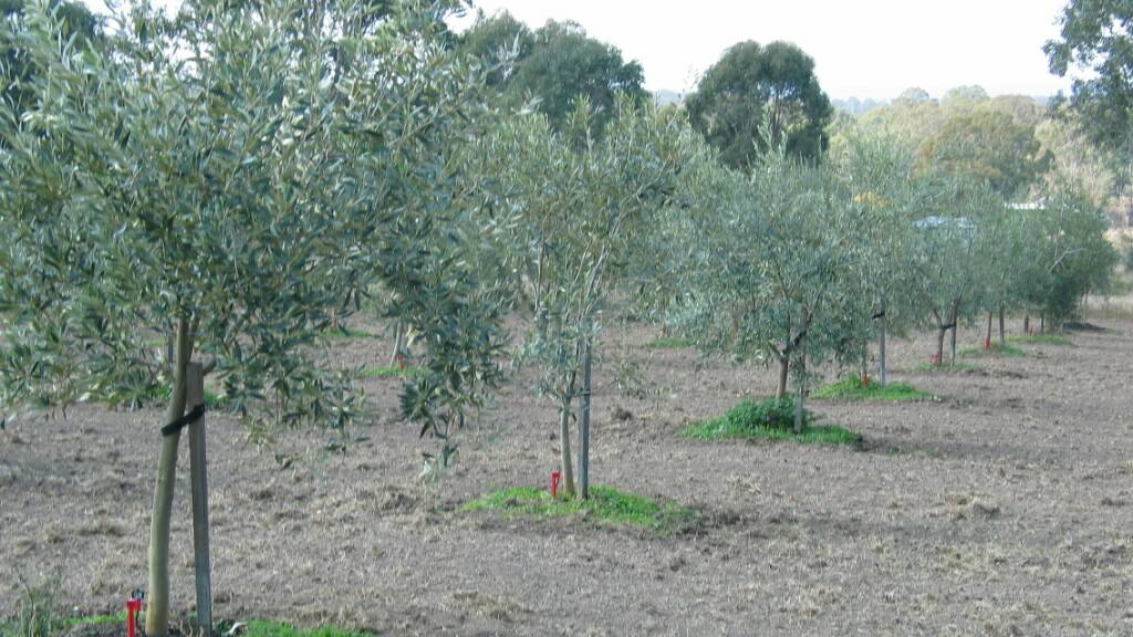 Olive trees at a farm at Silverdale. File image