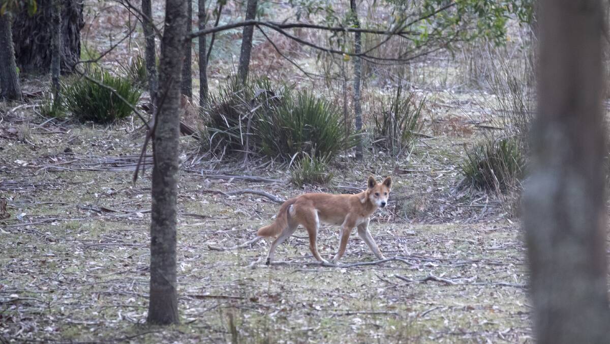A dingo seen near Tianjara and Morton National Park in December 2019. Picture by Sitthixay Ditthavong