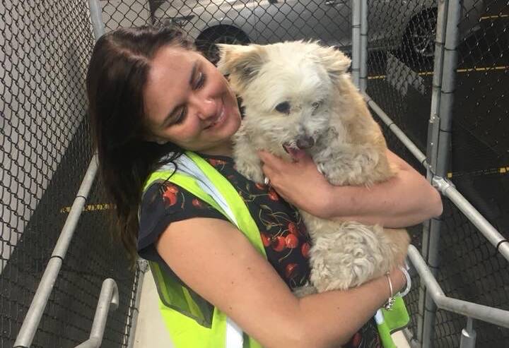 Pet detective Anne-Marie Curry found Astro for its relieved owners. Photo supplied