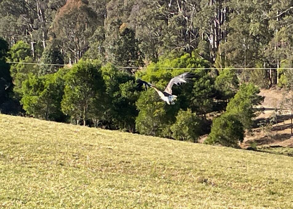 Roo, the white-bellied sea eagle, returns to the wild after recovering from a compound fracture of its left wing in late November 2022, thanks to WIRES Mid South Coast and Raptor Recovery Australia. Picture by Marion Williams