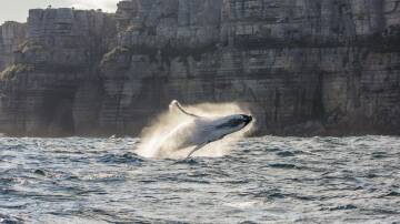 Top 20: Australia's best whale-watching locations, state by state